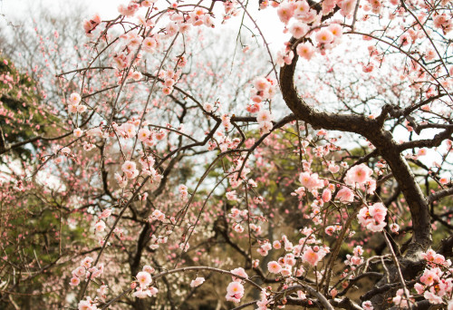 Spring in Tokyo 