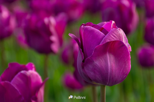 blooming purple tulip flowers in the garden. beautiful floral closeup nature background in spring - blooming purple tulip flowers in the garden. beautiful floral closeup nature background in spring #tulip#purple#bloom#floral#green#nature#beauty#spring#background#beautiful#petal#plant#fl