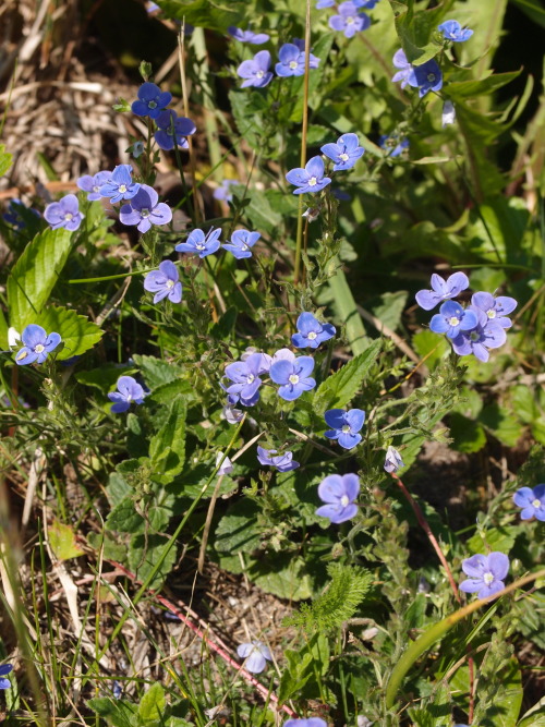 Veronica chamaedrys— germander speedwell a.k.a. bird’s-eye speedwell