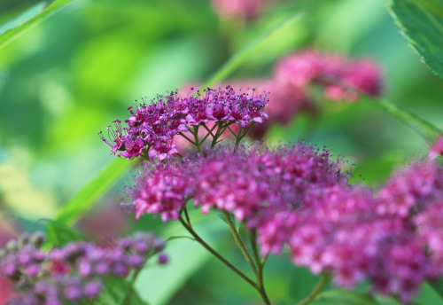 Japanese spiraea (Spiraea japonica) / Praktspirea.