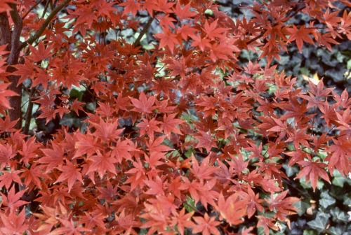 Japanese Maple (Acer palmatum), Autumn Red, My House, Capitol Hill, Washington, DC, 1978.