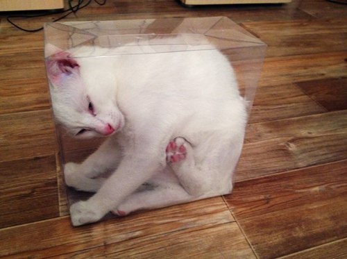 theadventuresofmichaelpawlak:  If you just had a clear box, you’d know that Schrodinger’s cat is alive and very confused. 
