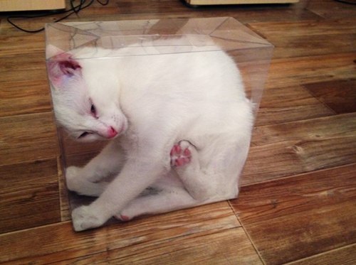 theadventuresofmichaelpawlak:If you just had a clear box, you’d know that Schrodinger’s cat is alive