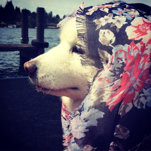 skookumthesamoyed: Babushka reminisces about the old country