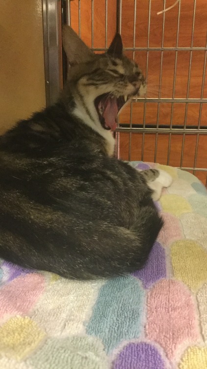 bruceedickinson: she yawns