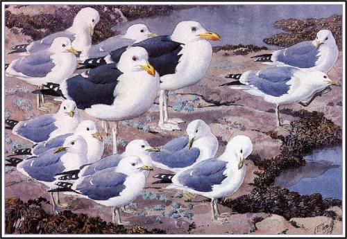 thesavagesgallery:Charles Tunnicliffe (1901-1979)Gull Gallery.Private Collection.