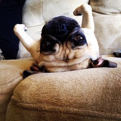 pugsofinstagram:  Olive is upside down .