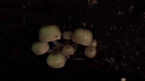 nubbsgalore:mycena chlorophos, a bioluminescent mushroom. in japan, where it grows, the mushroom is 