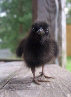 awwww-cute:  Baby Raven!
