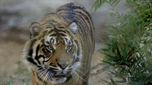 sdzsafaripark:  Tigers are in trouble, but there’s still hope. Support conservation