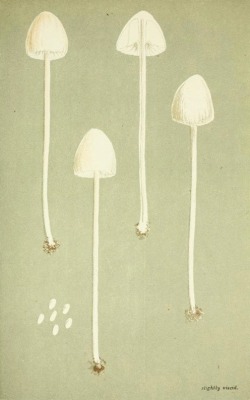 nemfrog: Agaricus Psathyroides. Illustrations