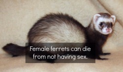 Well…. I guess I’m a ferret