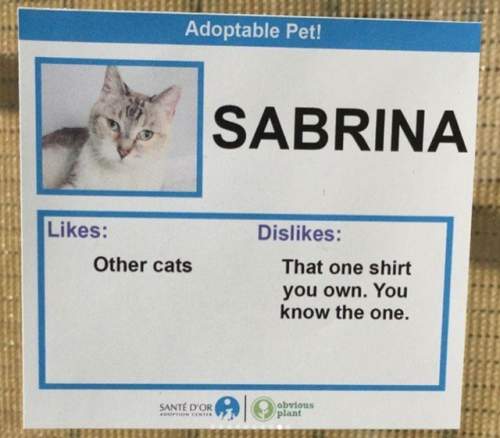 thesassyblacknerd: misterartist: babyanimalgifs: Shelter created hilarious profiles for their cats