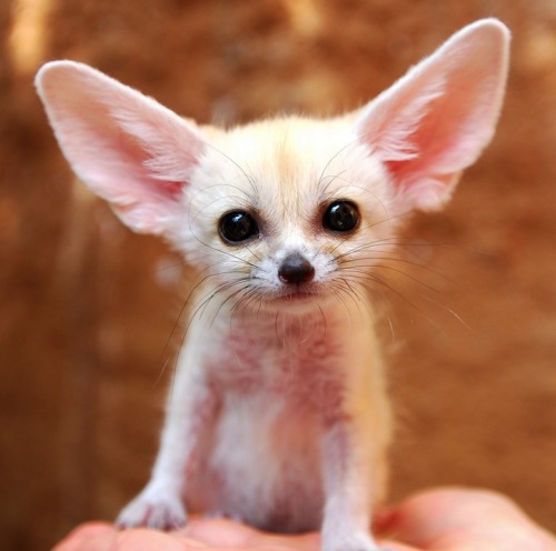 princessbaby-girl:  wuyinfection:  This is a fennec Fox, a small noctural fox with big ears that helps to dissipate heat.  Aawwww I want a little fox