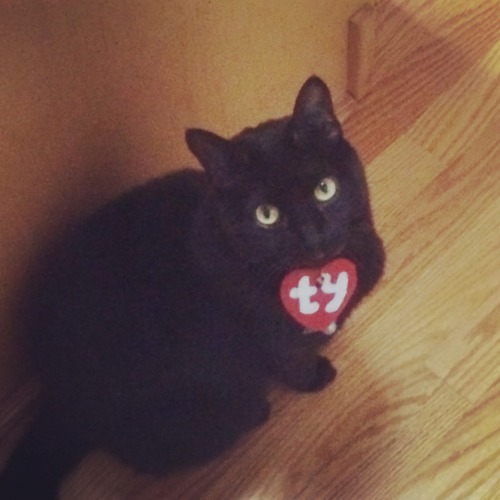 Here is my cat, Lady Luck dressed as a beanie baby.(Submitted by @thefandump)