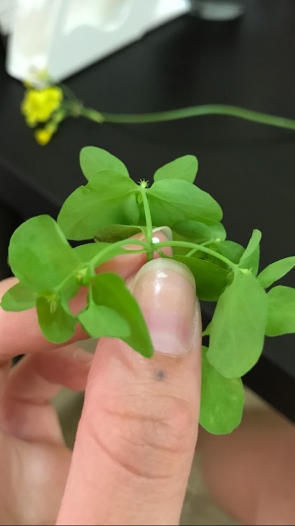 5.2.17 - Another backyard weed - Euphorbia peplus. As soon as I broke a flower off and saw the latex