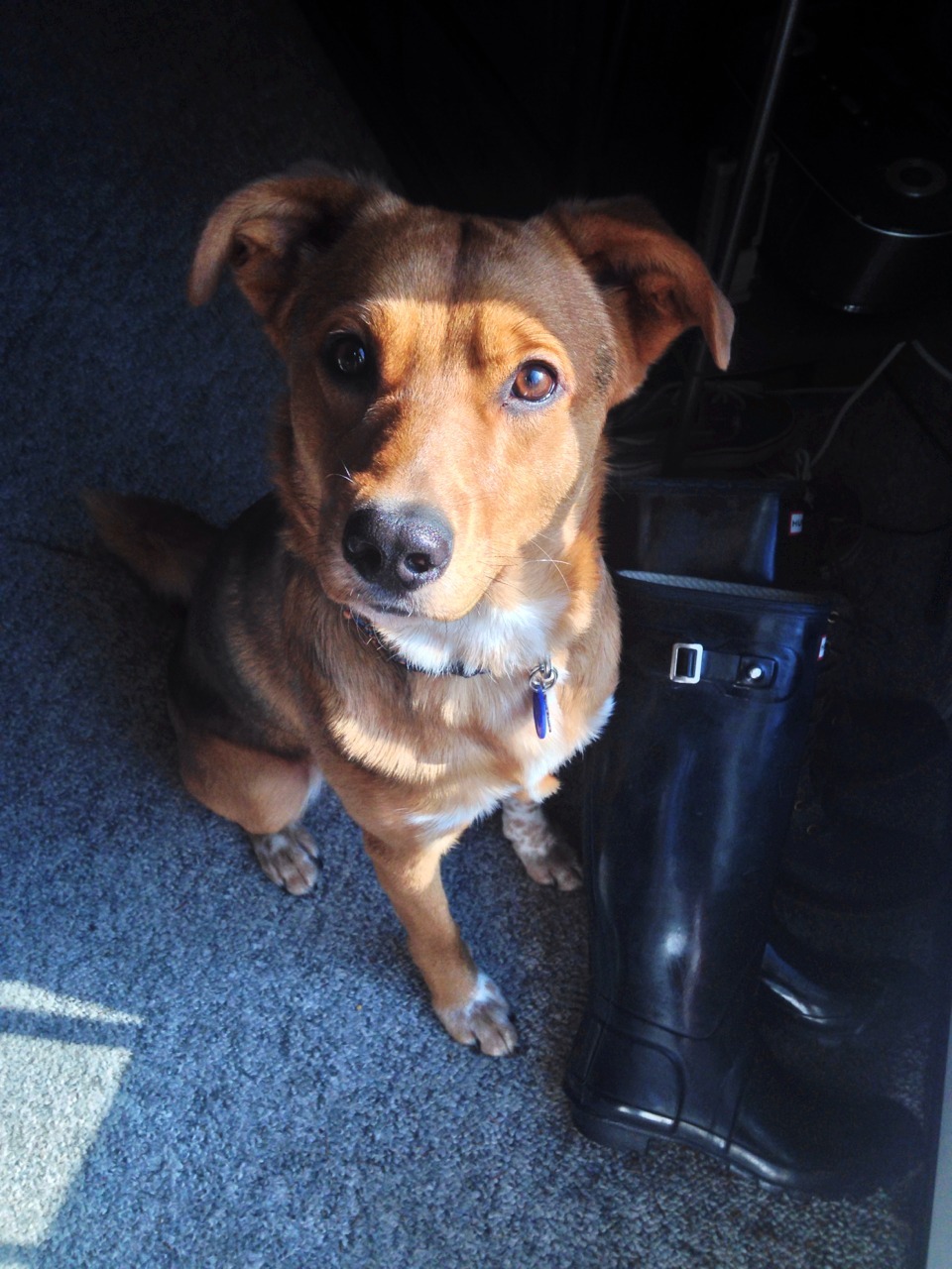 handsomedogs:  Meet Hunter! He’s 1 1/2 years old. An Australian cattle-dog mix.He