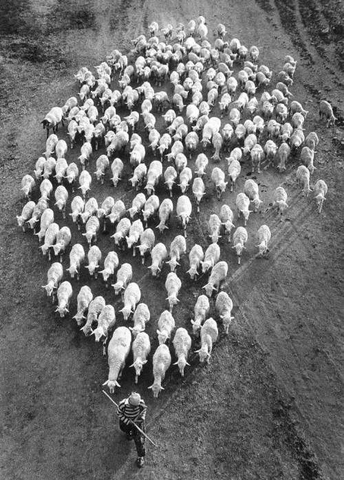 edoardojazzy:The Flock, Bulgaria, 1991.@Jecko Vassilev 