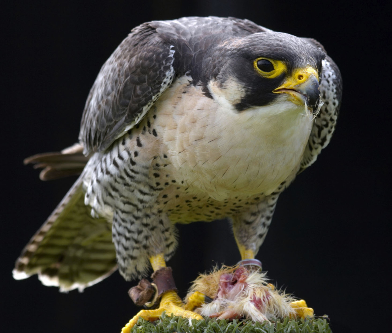 thefrogman:  Falcon facts. 