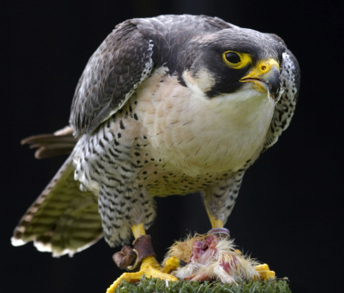 Sex thefrogman:  Falcon facts.  pictures