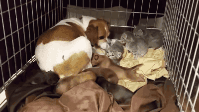 caralarm-bicycles:  clairegatsby:  gifsboom:  Video: Dog Fostering Kittens Without Mother Cat  “Huma