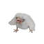 skraaaaaaaa