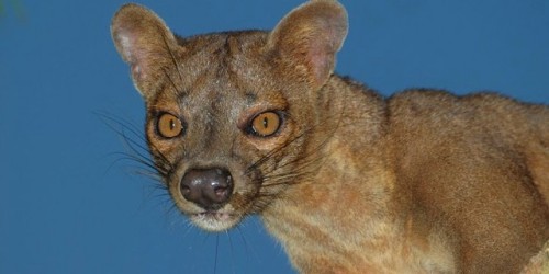 a fossa