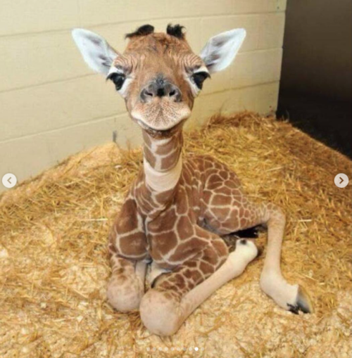 babyanimalgifs:  Some baby animals to warm your stone cold heart.