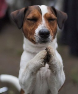 kingcheddarxvii:  trout2:  dogs praying 