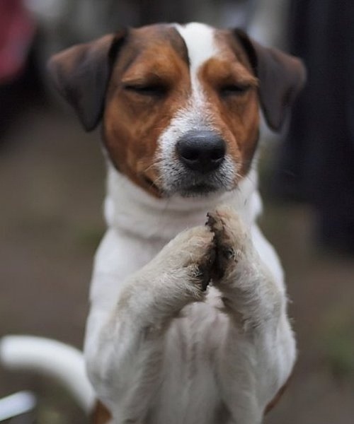 kingcheddarxvii:  trout2:  dogs praying  adult photos