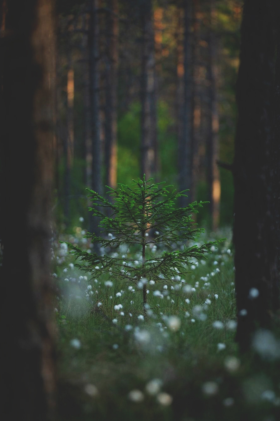lsleofskye:  Summersnow - Collection | life.by.linusLocation:  Småland, Sweden