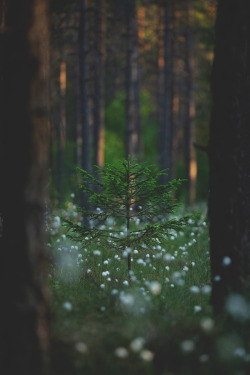 lsleofskye:  Summersnow - Collection | life.by.linusLocation: