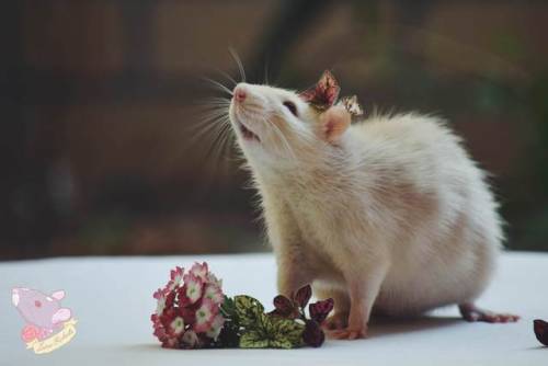 lunarodents: He’s such a handsome boy