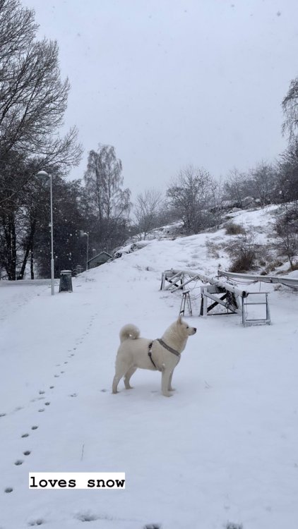 latest photos via ionnalee’s instagram stories. ghost loves the snow. follow instagram.com/ionnalee