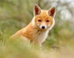 beautiful-wildlife:  Soft Fox by Roeselien Raimond  He seems like he is up to something.  A very sneaky looking face.  Maybe he&rsquo;s watching people have sex or something.