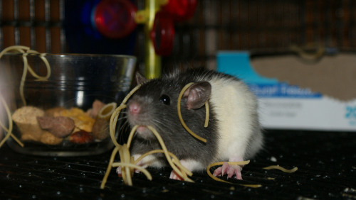 twogirlsandamischief: spam-rat: science, silly little pickle  This rat looks so happy to be cov