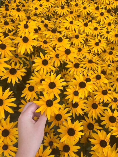 anovembersparrow:anyone want to lay in a field of flowers with me?