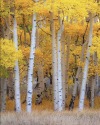 seasoflife:Telluride Ryan Smithseasoflife 