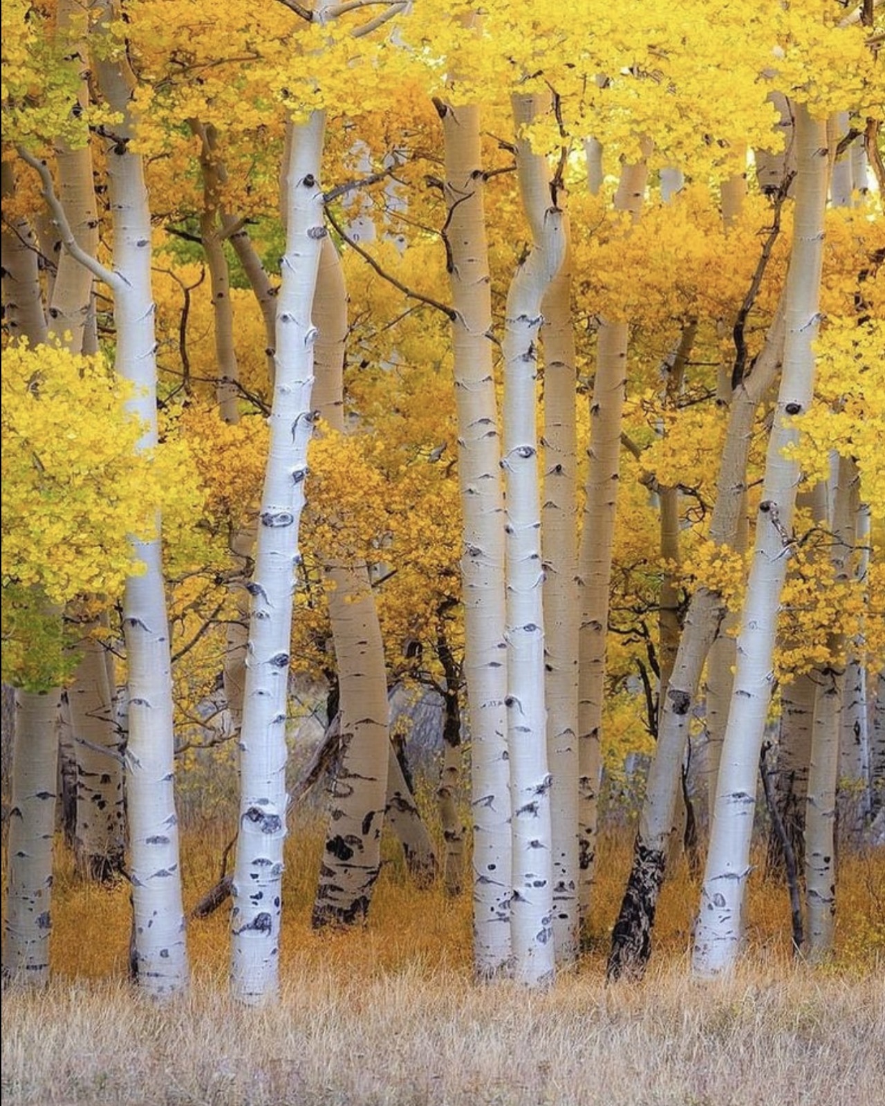 seasoflife:Telluride Ryan Smithseasoflife 