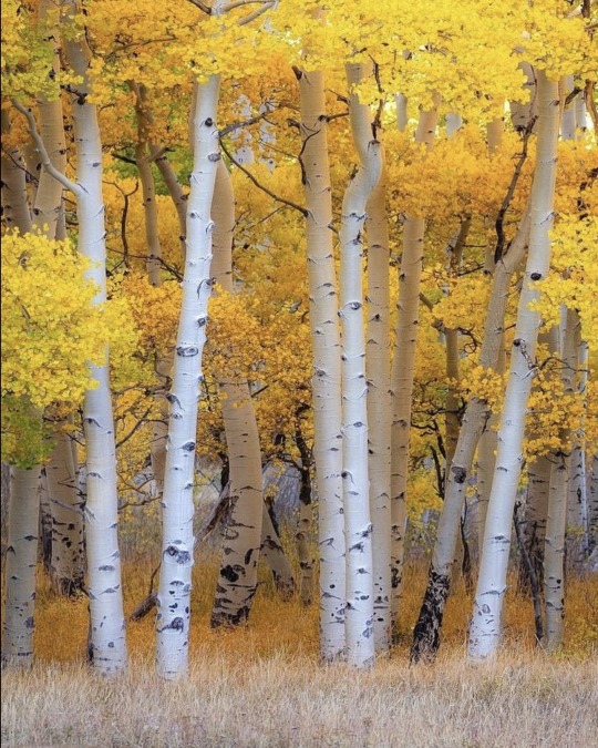 seasoflife:Telluride Ryan Smithseasoflife 