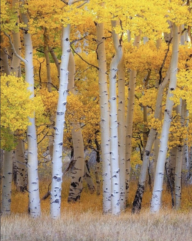 seasoflife:Telluride Ryan Smithseasoflife 