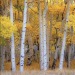 seasoflife:Telluride Ryan Smithseasoflife 