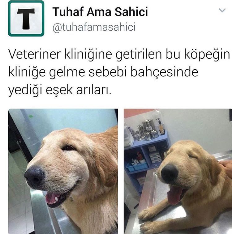 Veteriner kliniğine...