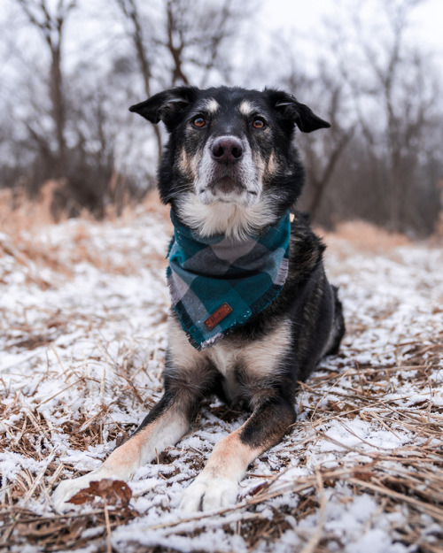caninetroverts: @Kaydenroo