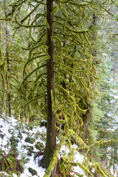 steepravine:Trees Dripping In Moss Along Eagle River(Hood River, Oregon - 12/2016)