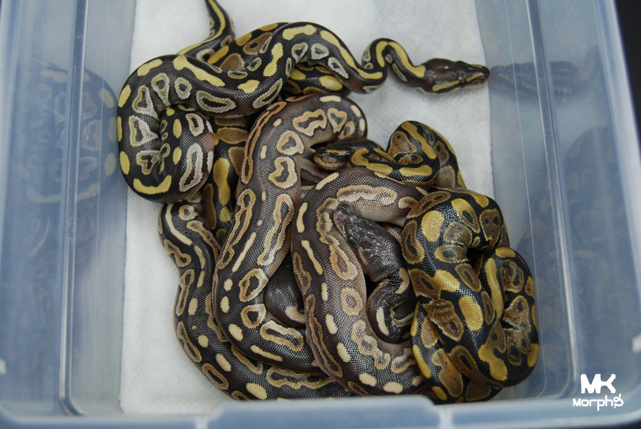 mkmorphs:  We already planned to keep a female mojave cinnamon but we are now giving