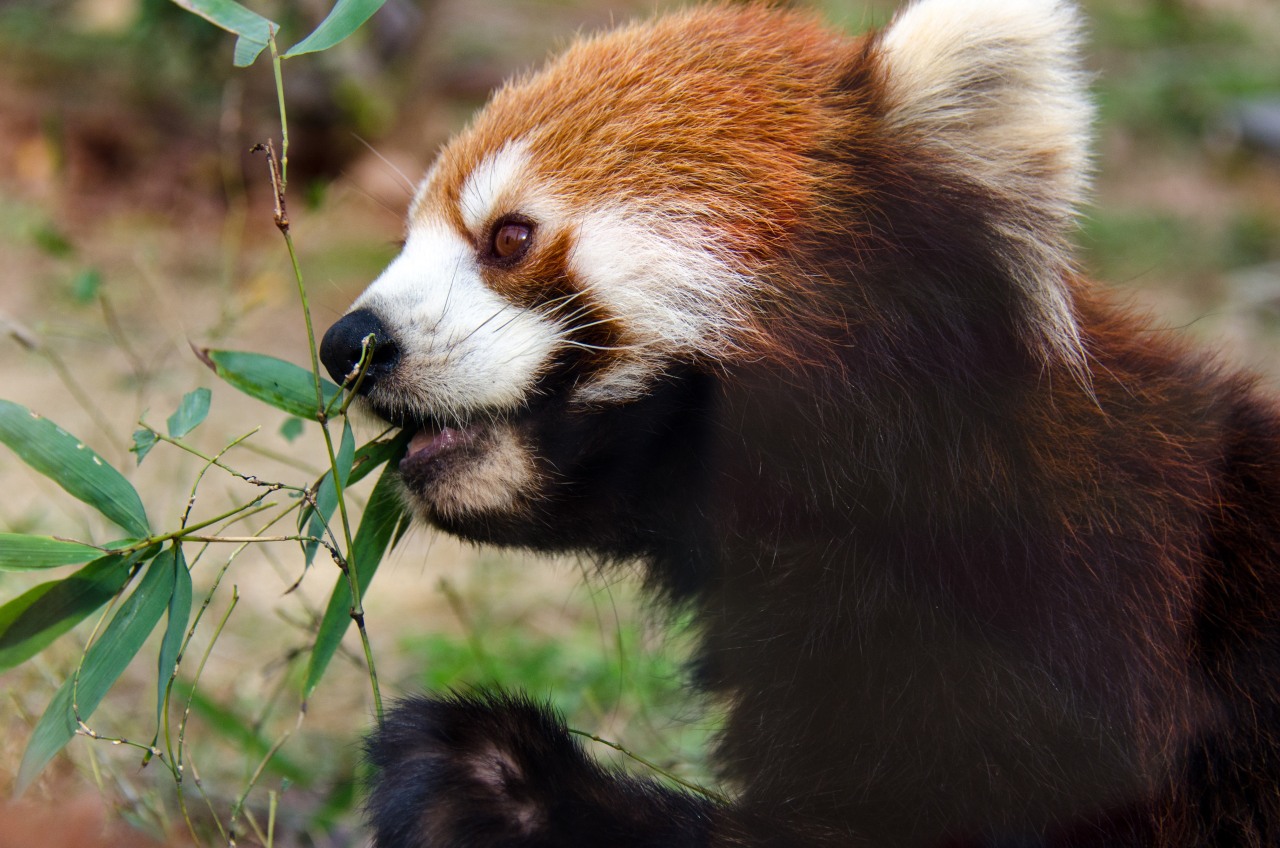 京都市動物園のレッサーパンダ かわいい 京都フリー写真素材 Photographix