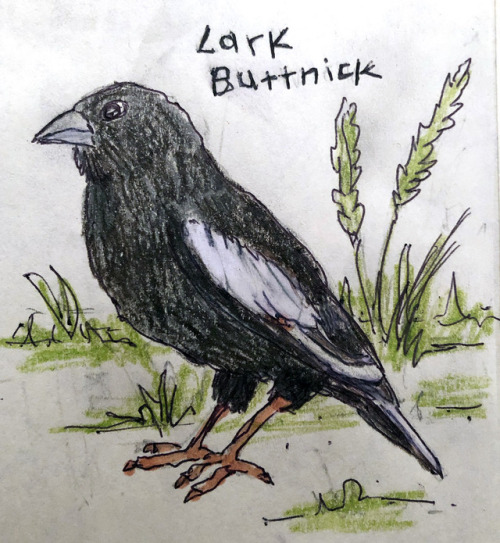 Lark ButtnickThis little songbird’s range is jammed right up the middle of the continent. It sticks 