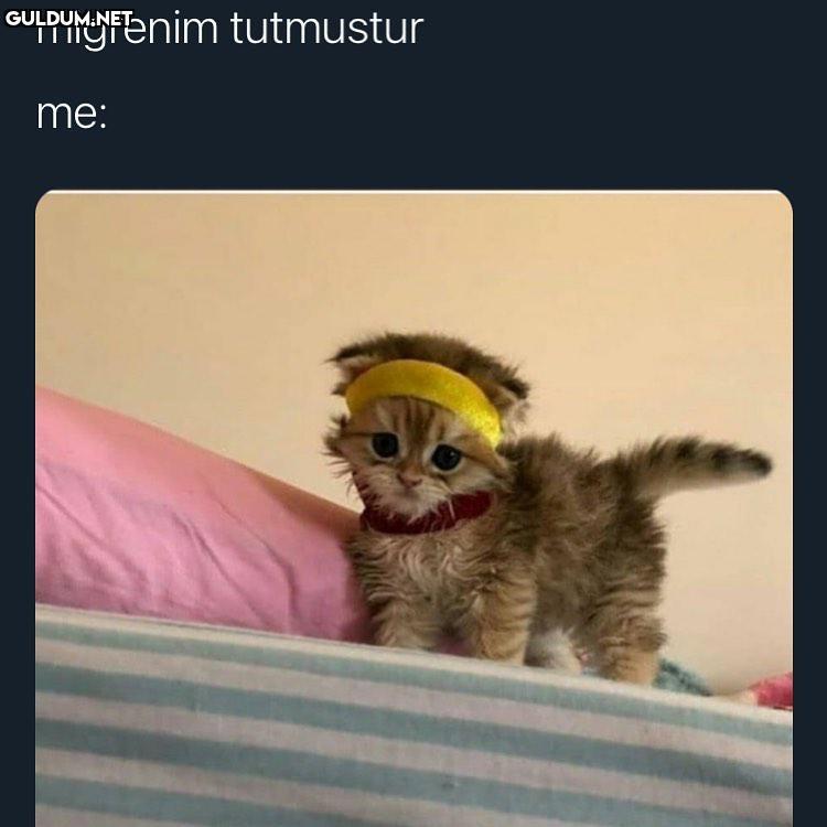 migrenim tutmustur me:   Kaynak