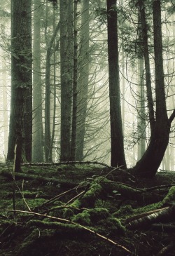 0rient-express:  The Thick Of It [16:9] | by Tyler Forest-Hauser.